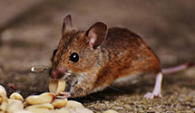 24 Hour & Emergency Exterminators in Media, PA